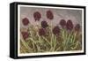 Spiky Flowers in Field, Vanilla Orchids-null-Framed Stretched Canvas