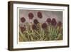 Spiky Flowers in Field, Vanilla Orchids-null-Framed Art Print