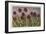 Spiky Flowers in Field, Vanilla Orchids-null-Framed Art Print
