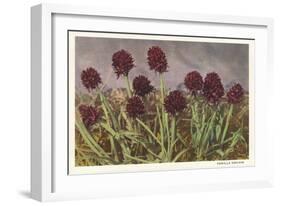 Spiky Flowers in Field, Vanilla Orchids-null-Framed Art Print