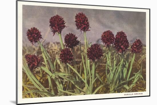 Spiky Flowers in Field, Vanilla Orchids-null-Mounted Art Print