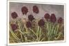 Spiky Flowers in Field, Vanilla Orchids-null-Mounted Premium Giclee Print