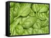 Spinach-null-Framed Stretched Canvas