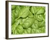 Spinach-null-Framed Photographic Print