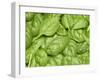 Spinach-null-Framed Photographic Print