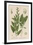 Spinach-null-Framed Art Print