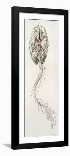 Spinal Arteries and Brain, Illustration, 1844-Science Source-Framed Giclee Print