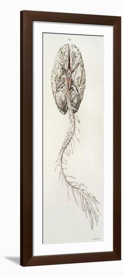 Spinal Arteries and Brain, Illustration, 1844-Science Source-Framed Premium Giclee Print