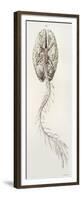 Spinal Arteries and Brain, Illustration, 1844-Science Source-Framed Premium Giclee Print