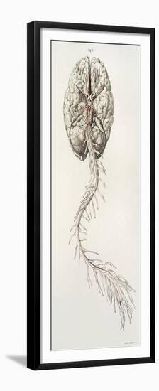 Spinal Arteries and Brain, Illustration, 1844-Science Source-Framed Premium Giclee Print
