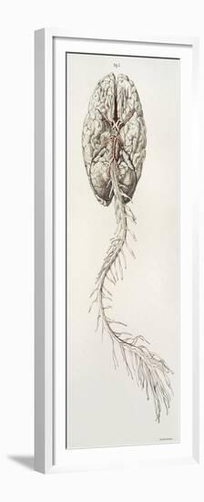 Spinal Arteries and Brain, Illustration, 1844-Science Source-Framed Premium Giclee Print