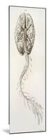 Spinal Arteries and Brain, Illustration, 1844-Science Source-Mounted Premium Giclee Print
