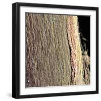 Spinal Cord, SEM-Steve Gschmeissner-Framed Premium Photographic Print