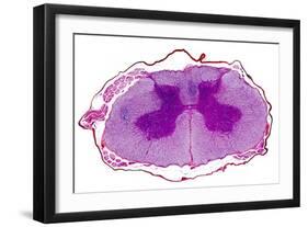 Spinal Cord, Transverse Section-Dr. Keith Wheeler-Framed Photographic Print