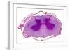 Spinal Cord, Transverse Section-Dr. Keith Wheeler-Framed Photographic Print