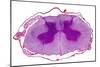 Spinal Cord, Transverse Section-Dr. Keith Wheeler-Mounted Photographic Print