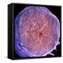 Spinal Nerve, SEM-Thomas Deerinck-Framed Stretched Canvas