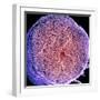 Spinal Nerve, SEM-Thomas Deerinck-Framed Premium Photographic Print