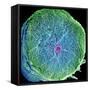 Spinal Nerve, SEM-Thomas Deerinck-Framed Stretched Canvas