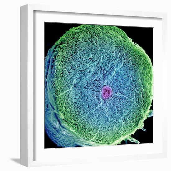 Spinal Nerve, SEM-Thomas Deerinck-Framed Premium Photographic Print