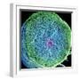 Spinal Nerve, SEM-Thomas Deerinck-Framed Premium Photographic Print