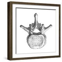 Spinal Vertebra-Mehau Kulyk-Framed Photographic Print