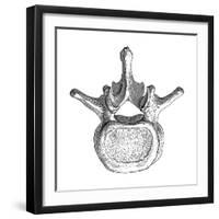 Spinal Vertebra-Mehau Kulyk-Framed Photographic Print