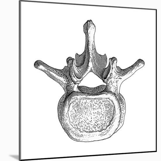 Spinal Vertebra-Mehau Kulyk-Mounted Photographic Print