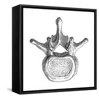 Spinal Vertebra-Mehau Kulyk-Framed Stretched Canvas