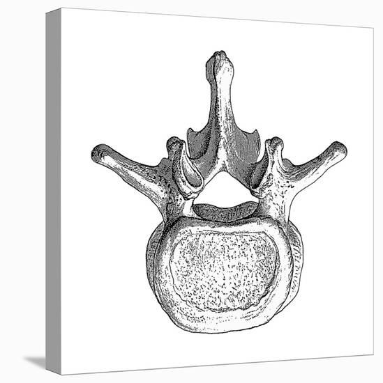 Spinal Vertebra-Mehau Kulyk-Stretched Canvas