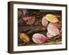 Spindle and European Beech Leaves on a Fallen Tree Trunk, Plitvice Lakes Np, Croatia-Biancarelli-Framed Photographic Print