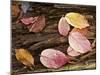 Spindle and European Beech Leaves on a Fallen Tree Trunk, Plitvice Lakes Np, Croatia-Biancarelli-Mounted Photographic Print