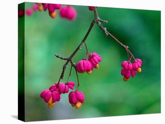 Spindle berries, Norfolk, UK-Ernie Janes-Stretched Canvas