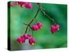 Spindle berries, Norfolk, UK-Ernie Janes-Stretched Canvas