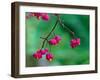 Spindle berries, Norfolk, UK-Ernie Janes-Framed Photographic Print