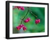 Spindle berries, Norfolk, UK-Ernie Janes-Framed Photographic Print