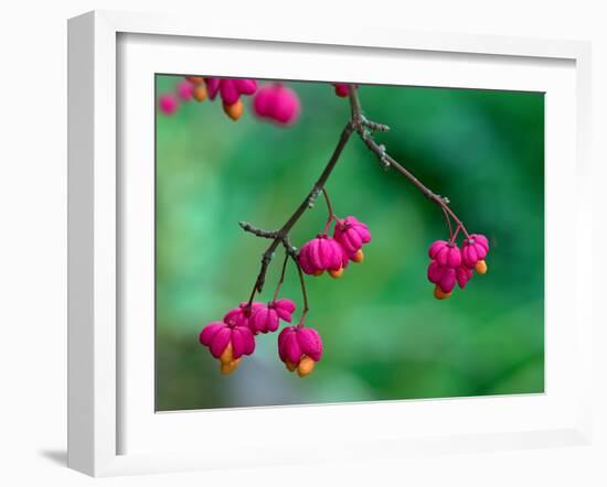 Spindle berries, Norfolk, UK-Ernie Janes-Framed Photographic Print