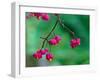 Spindle berries, Norfolk, UK-Ernie Janes-Framed Photographic Print