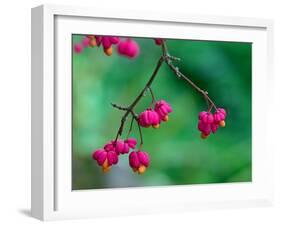 Spindle berries, Norfolk, UK-Ernie Janes-Framed Photographic Print