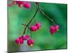 Spindle berries, Norfolk, UK-Ernie Janes-Mounted Photographic Print