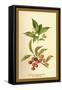 Spindle -Tree Flowers and Berries-W.h.j. Boot-Framed Stretched Canvas