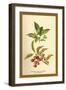 Spindle -Tree Flowers and Berries-W.h.j. Boot-Framed Art Print