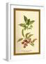 Spindle -Tree Flowers and Berries-W.h.j. Boot-Framed Art Print