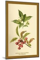 Spindle -Tree Flowers and Berries-W.h.j. Boot-Mounted Art Print