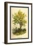 Spindle Tree-W.h.j. Boot-Framed Art Print