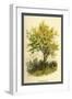 Spindle Tree-W.h.j. Boot-Framed Art Print