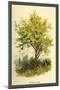 Spindle Tree-W.h.j. Boot-Mounted Art Print