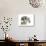 Spine (Arabian Leopard), 2015-Mark Adlington-Giclee Print displayed on a wall