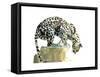 Spine (Arabian Leopard), 2015-Mark Adlington-Framed Stretched Canvas