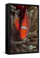 Spine-Cheek Anemonefish (Premnas Biaculeatus), Queensland, Australia, Pacific-Louise Murray-Framed Stretched Canvas